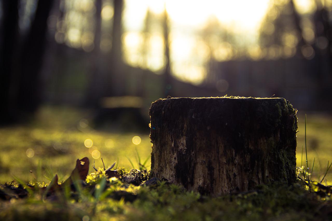 Stouffville Tree Stump Removal