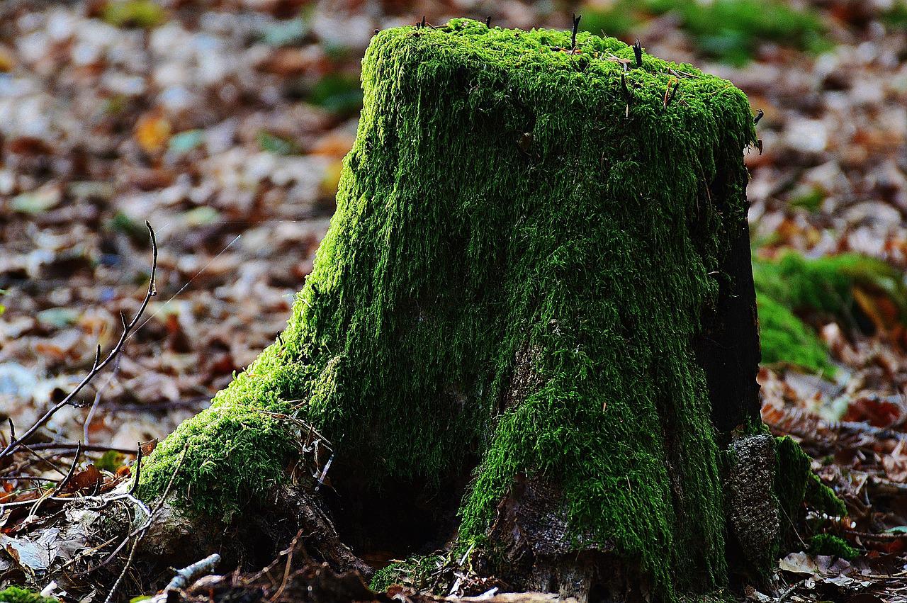 Stouffville Tree Stump