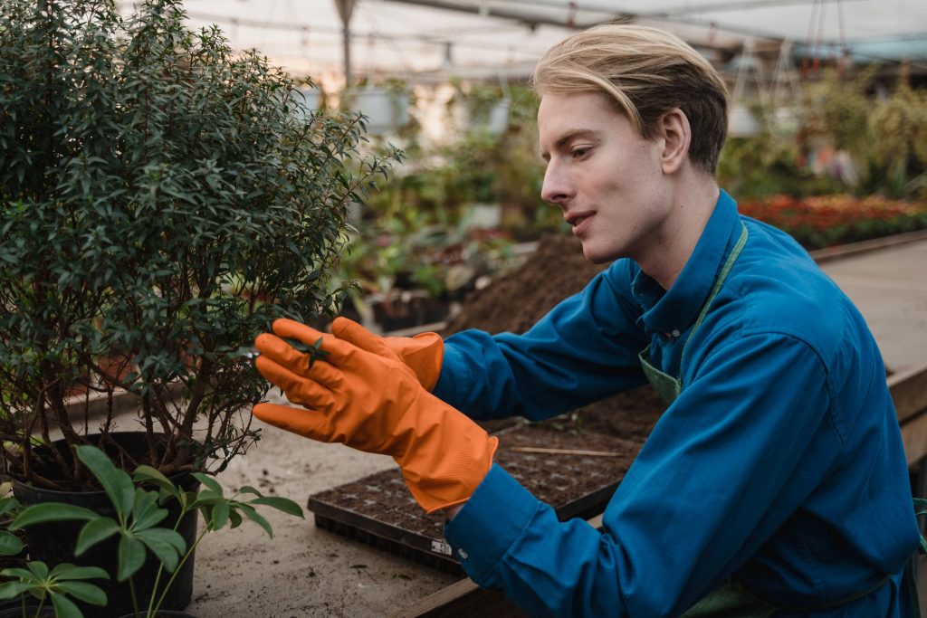 Pruning Perennials Stouffville