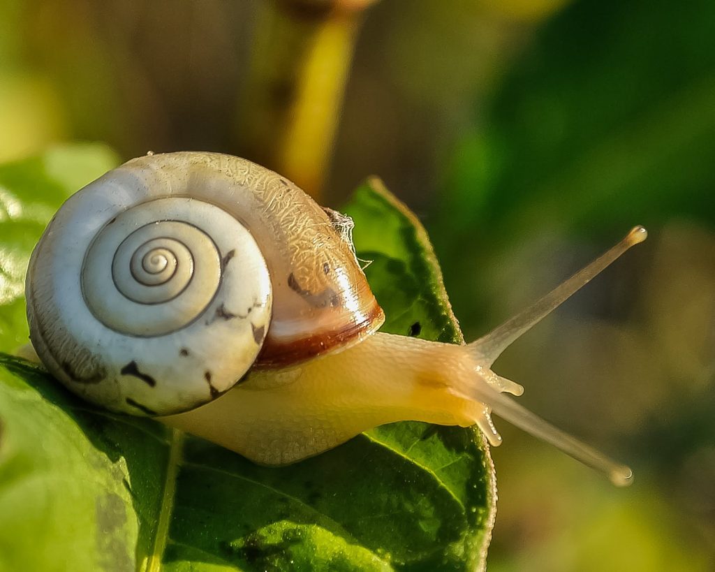 Garden Pest Control Stouffville