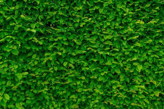 Vertical Garden Stouffville