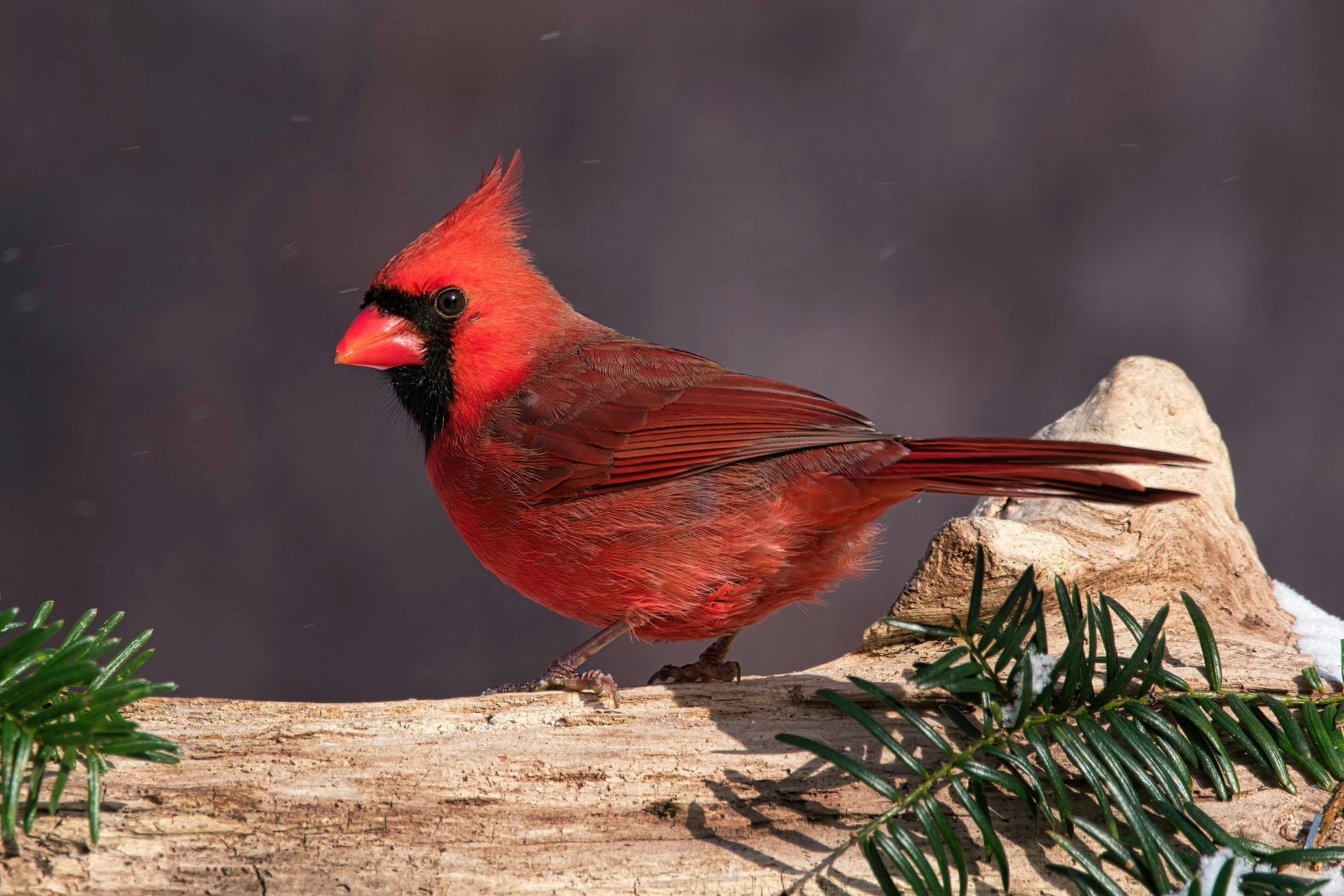 Winter Wildlife Stouffville