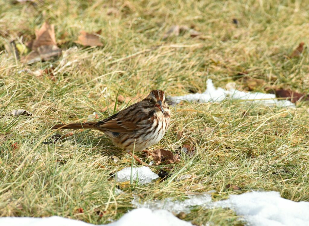 Grass Maintenance Winter Stouffville