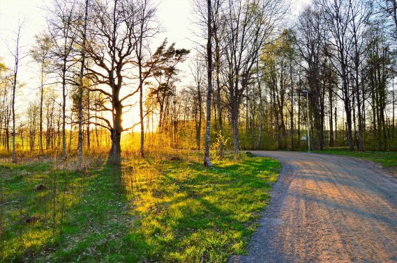 Cleanup Spring Stouffville Sunready