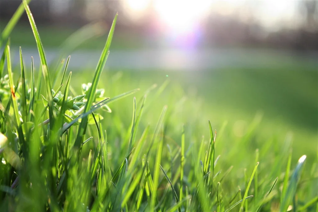 Early Spring Lawn Care Stouffville