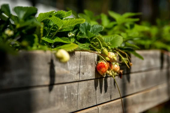 Raised Garden Bed Stouffville