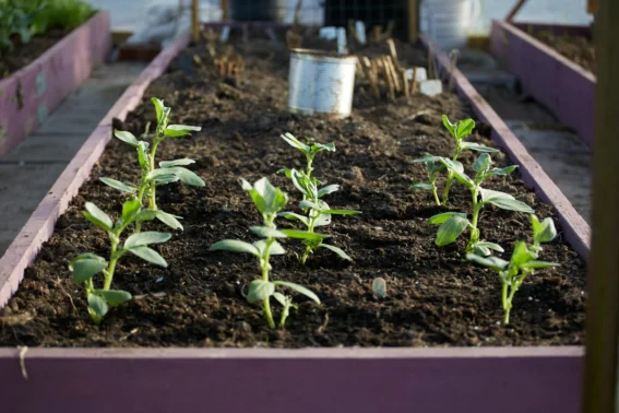 Stouffville Raised Garden Bed Company