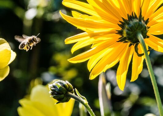 Attracting Pollinators Stouffville