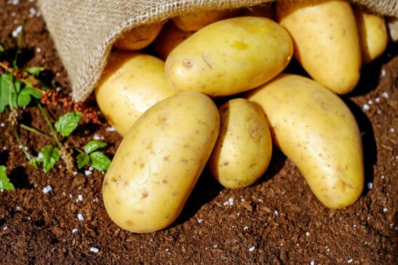 Easy Vegetables To Plant Stouffville