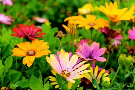 Gardening May Stouffville Company