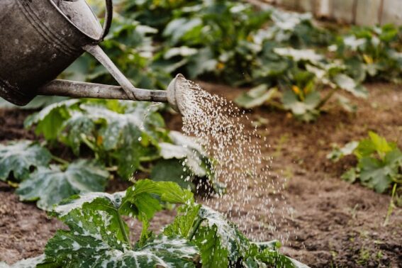 Watering Plants Stouffville
