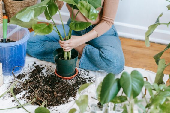 Spring Yard Cleanup Company Stouffville