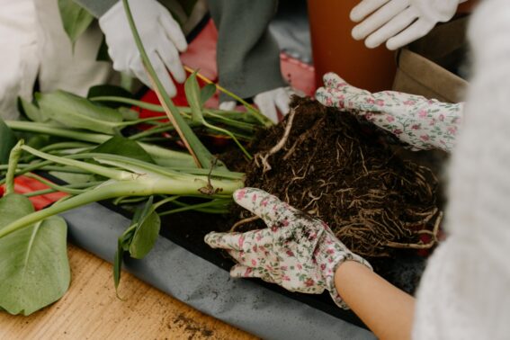 Spring Yard Cleanup Company Stouffville Planting