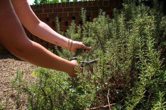 Stouffville Raking, Pruning, and Prepping Company Landscaping