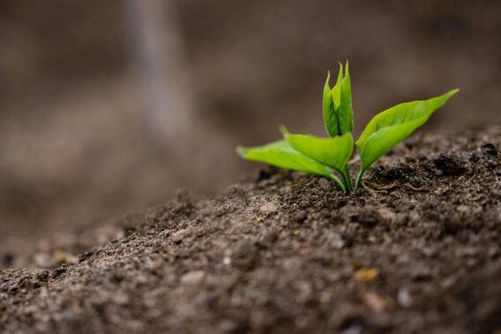 Mulch Fertilizer Aeration Stouffville Company