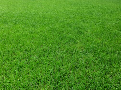 Mulch Stouffville Fertilizer Aeration Company