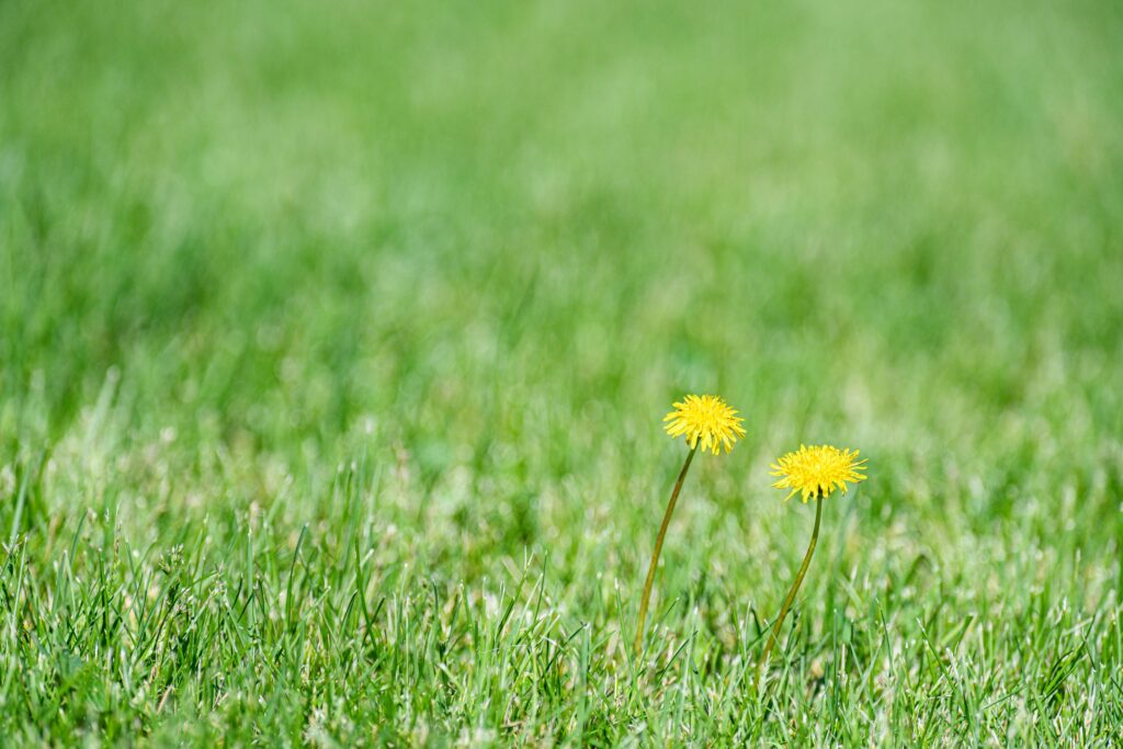 Weed Prevention Company Stouffville