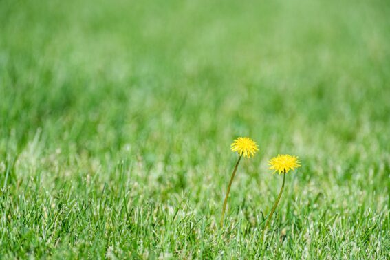 Weed Prevention Company Stouffville