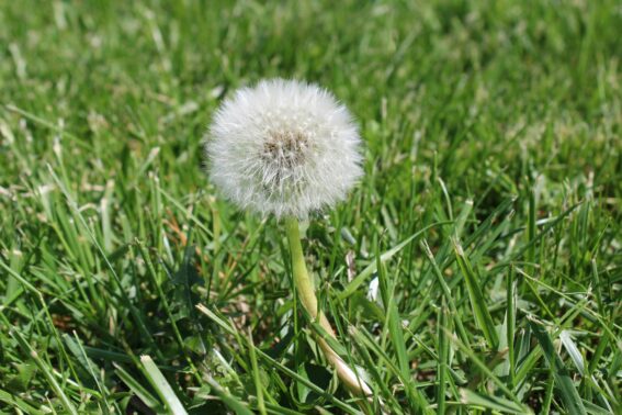 Weed Prevention Stouffville Company
