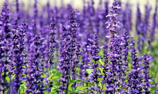 Drought Tolerant Plants for Company Stouffville