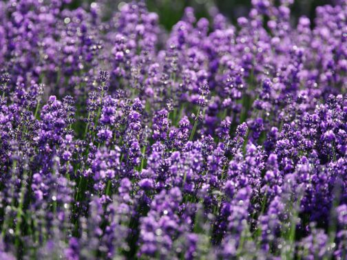 Drought Tolerant Plants for Stouffville Company