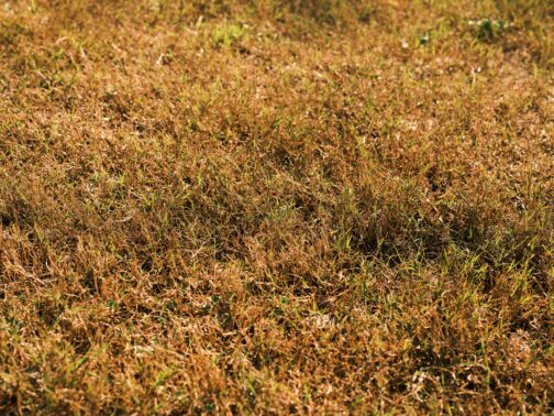 Lawn Disease Fix Company Stouffville