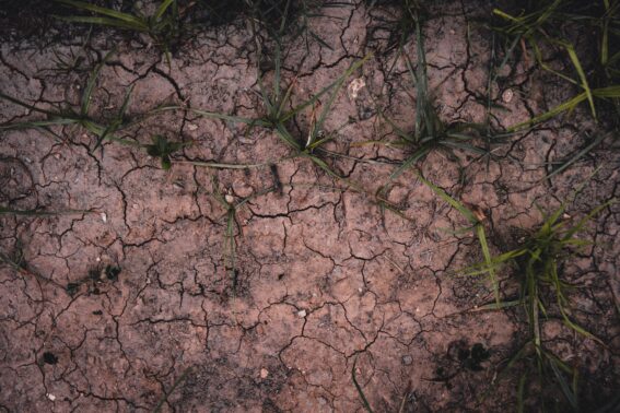 Lawn Disease Fix Stouffville Company