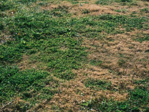 Lawn Disease Stouffville Fix Company