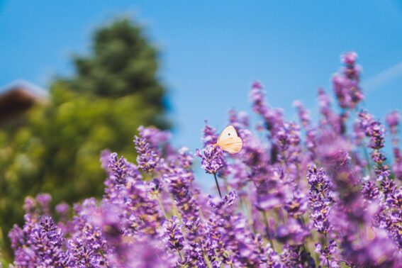 Stouffville Drought Tolerant Plants for Company