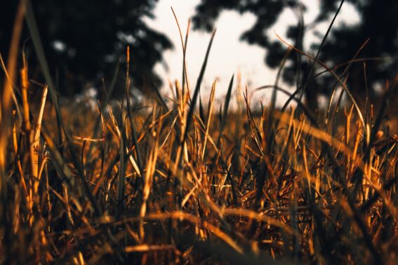 Stouffville Lawn Disease Fix Company