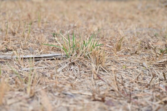 Dead Lawn Restoration Company Stouffville Dead Lawn Restoration Company Stouffville
