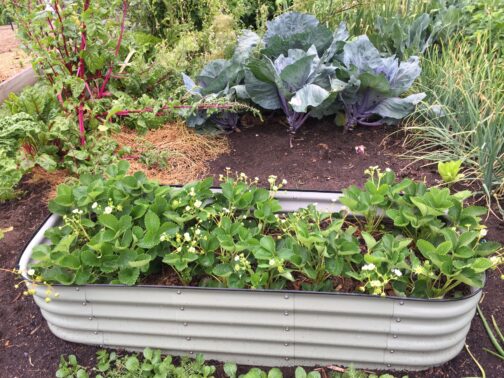 Garden Bed Fall Preparation Company Stouffville