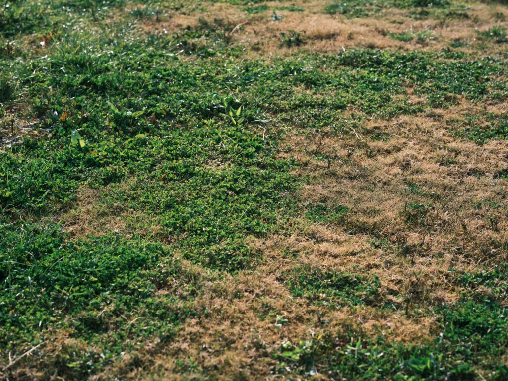 Lawn Restoration Company Stouffville