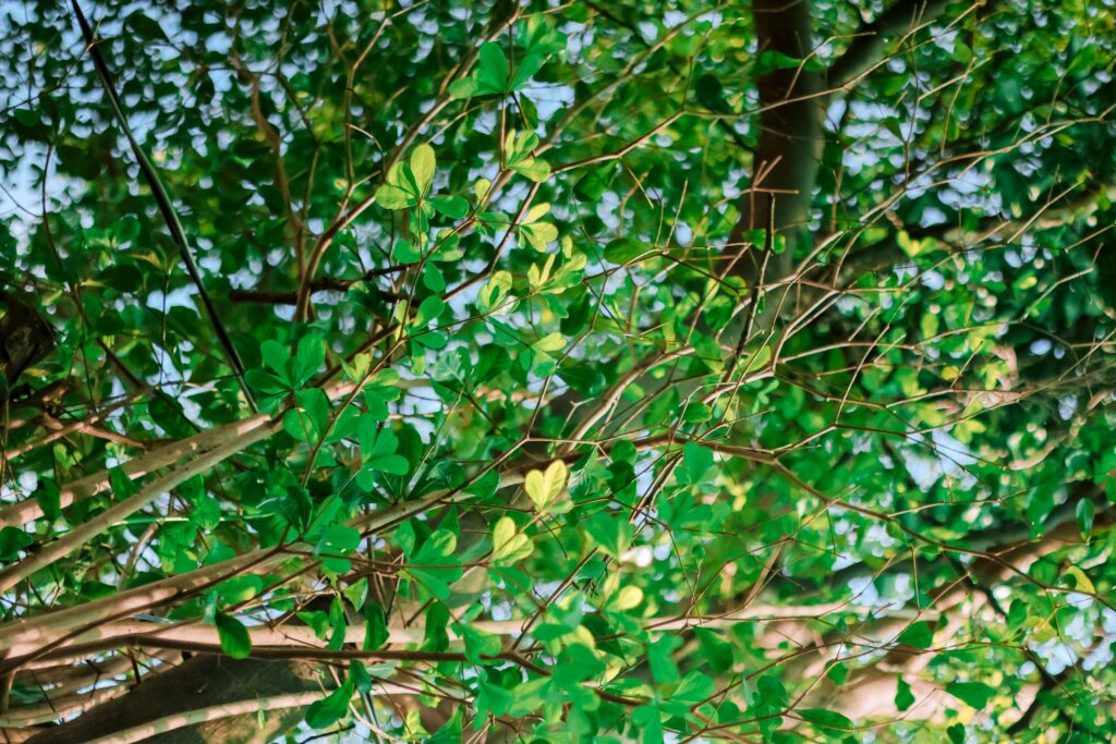 Tree Planting Company Stouffville