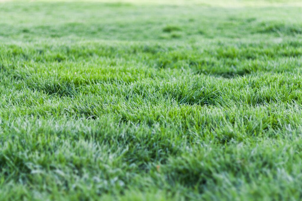 Fall Lawn Stoufville Company Seeding