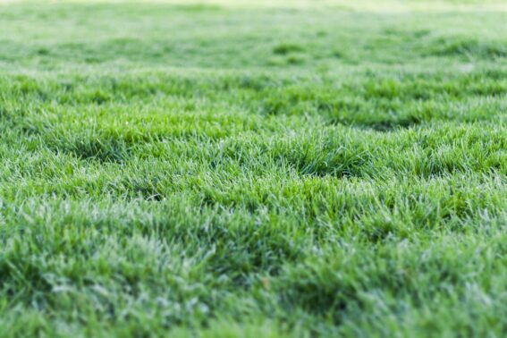 Fall Lawn Stoufville Company Seeding