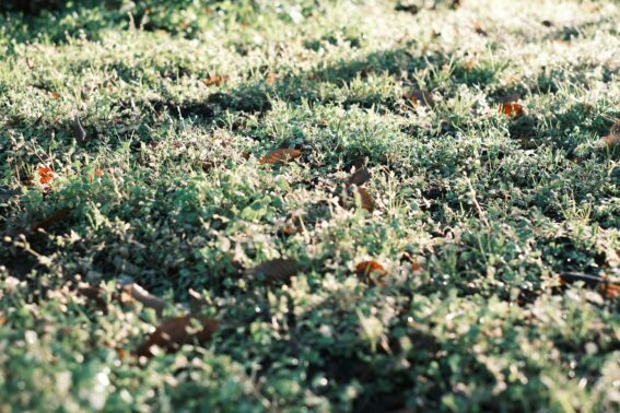 Fixing Lawn Patches Stouffville Company Fixing Lawn Patches Stouffville Company