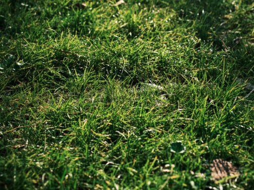 Fixing Lawn Stouffville Patches Company Fixing Lawn Stouffville Patches Company