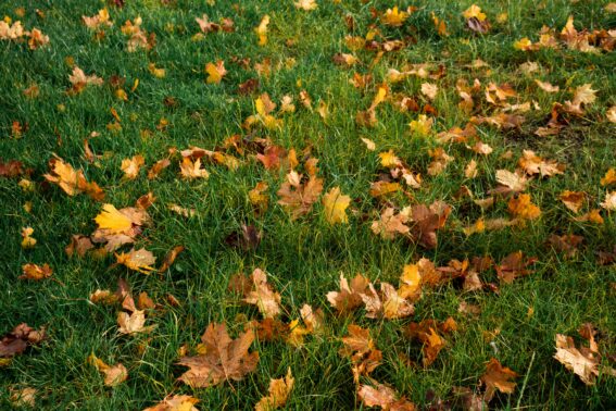 Yellow Stouffville Lawn Fix Company